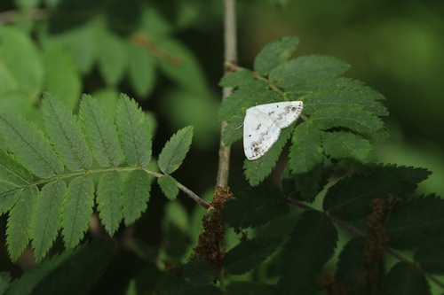 Clouded Silver, Vorden, Nederland, photo 7 of 10