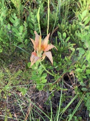Lilium catesbaei image