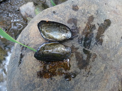 Unionoidea