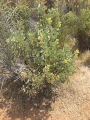 Arctostaphylos viscida