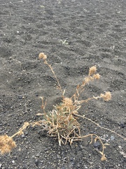 Oreocarya confertiflora