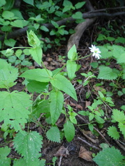 Stellaria aquatica
