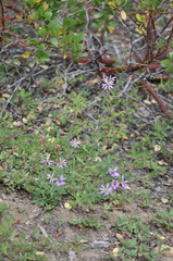 Eucephalus ledophyllus