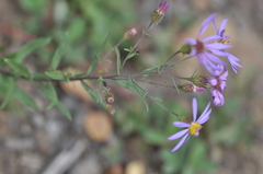 Eucephalus ledophyllus