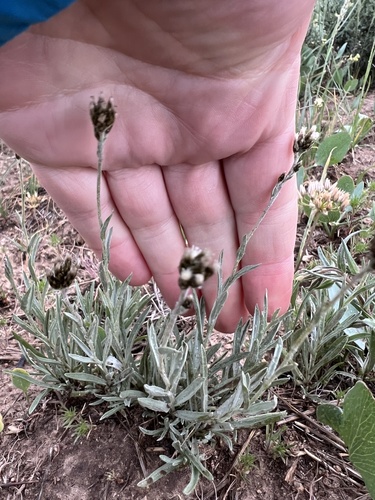 Narrowleaf Pussytoes (Antennaria stenophylla)