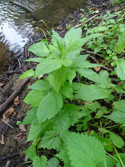 Eupatorium cannabinum