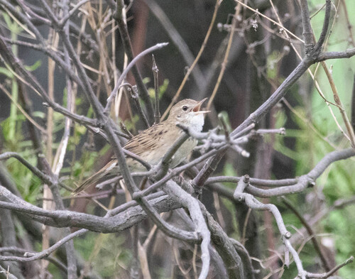 Common Grasshopper Warbler (Locustella naevia), photo 6