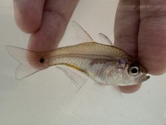 Bleeker's Cardinalfish photo 3
