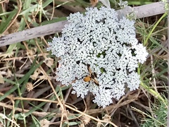 Galactomyia