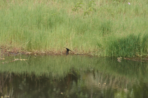 iNaturalist image