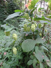 Humulus lupulus