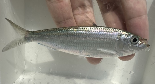 Fimbriated sardine (Sardinella fimbriata) — Clupeidae — 3