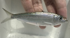 Fringescale Sardinella photo 1