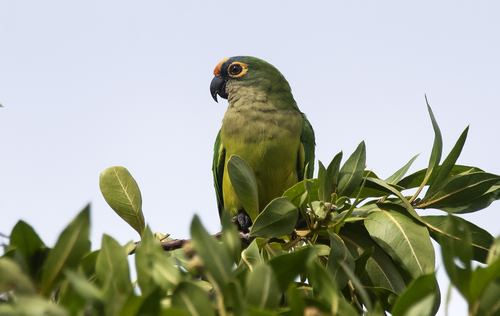 Peach-Fronted Parakeet