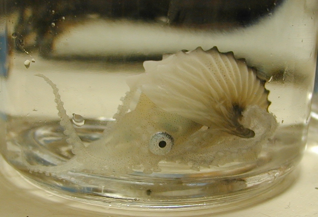 Greater Argonaut