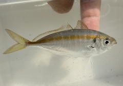 Yellowstripe Scad photo 2