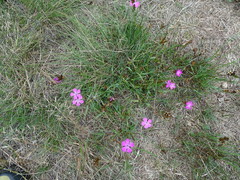 Dianthus deltoides