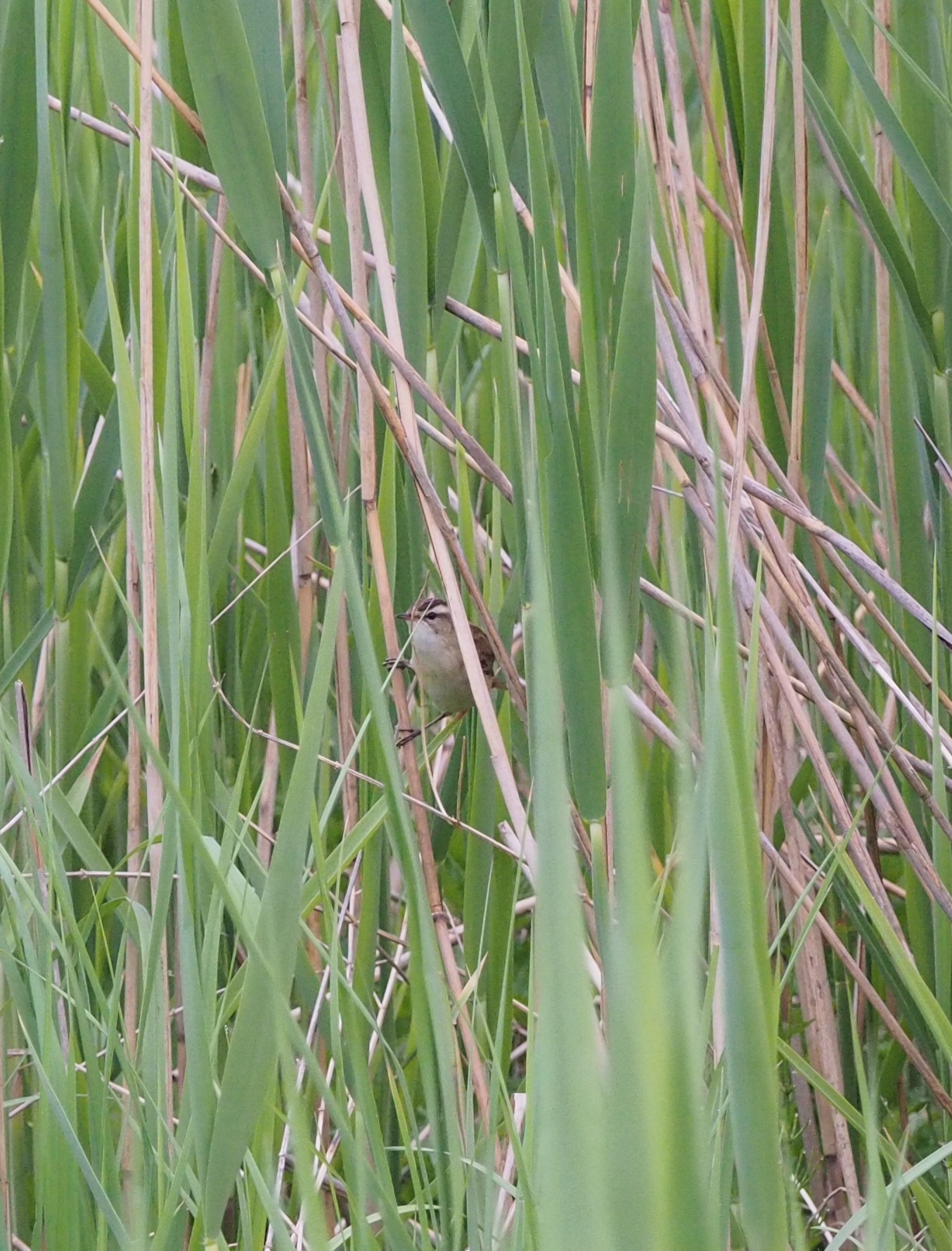 Sedge Warbler