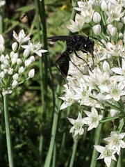 Sphex pensylvanicus