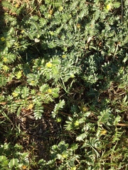 Tribulus terrestris