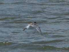 Sterna hirundo