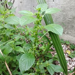 Acalypha mexicana