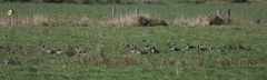 Branta hutchinsii leucopareia