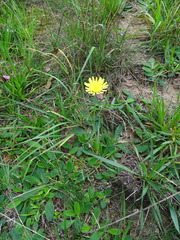 Pilosella officinarum