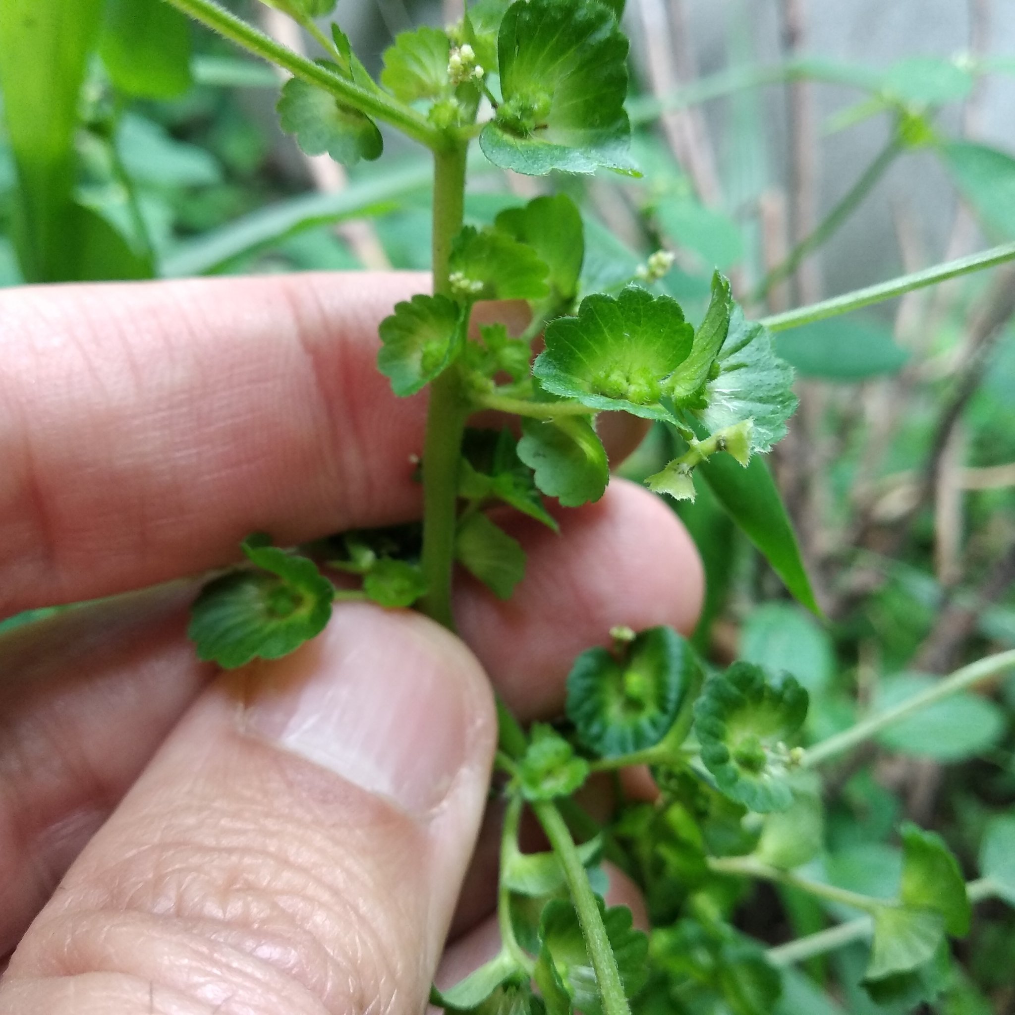Acalypha mexicana 2