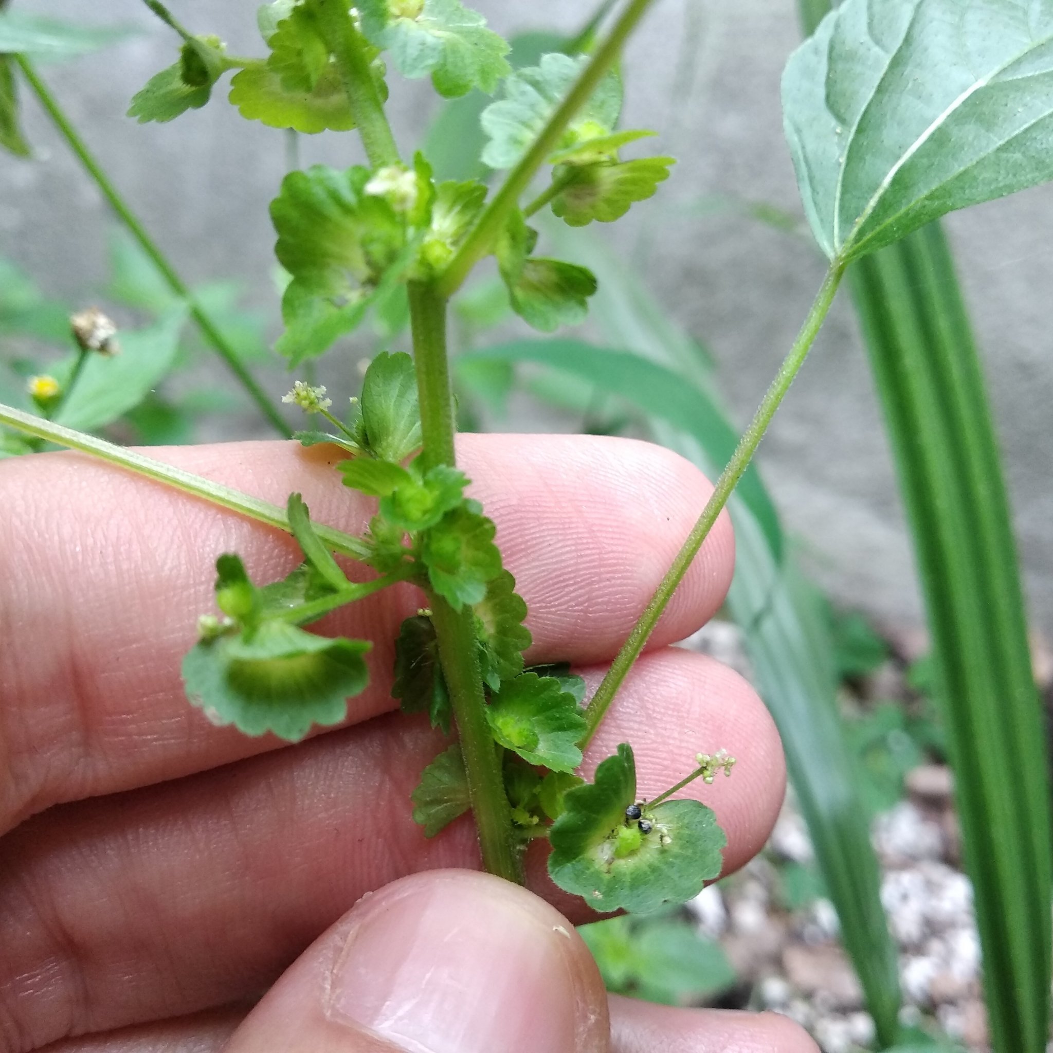Acalypha mexicana 3