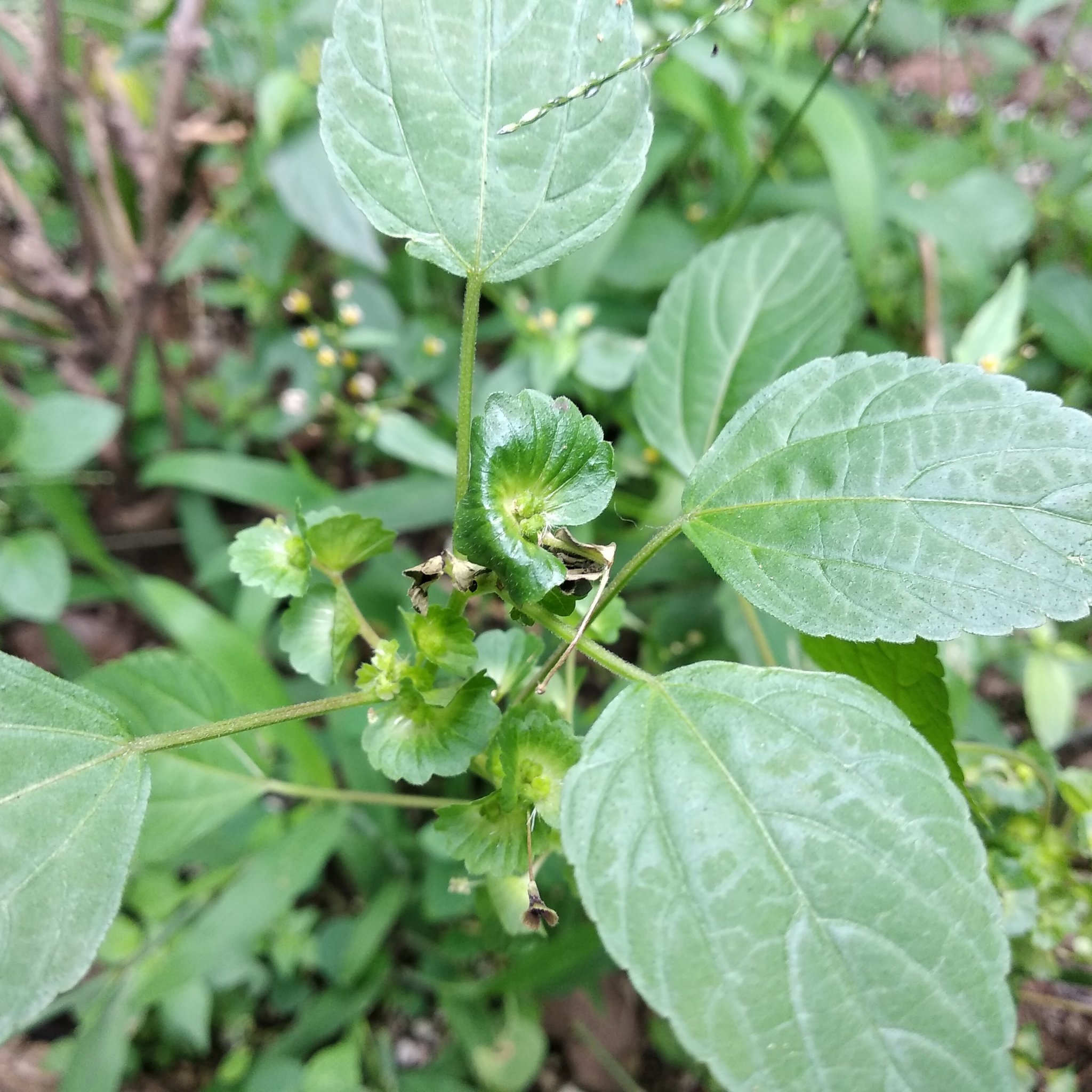 Acalypha mexicana 4