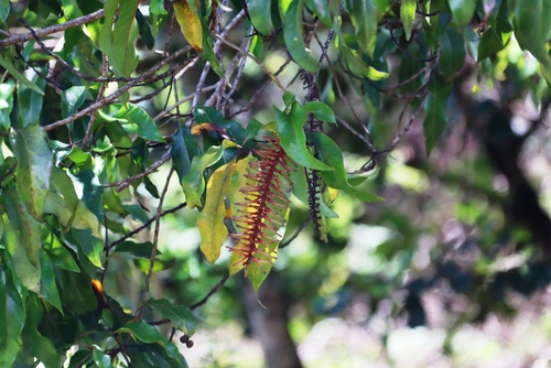 Manica Beechwood (Faurea rubriflora)