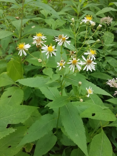 Eurybia furcata (E.S.Burgess) G.L.Nesom