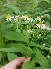 Eurybia furcata