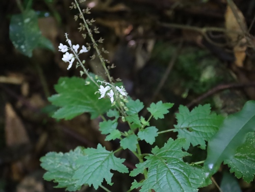 Debengeni Spurflower (Plectranthus swynnertonii)