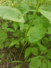 Eurybia furcata