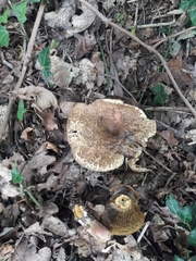 Xerocomellus communis