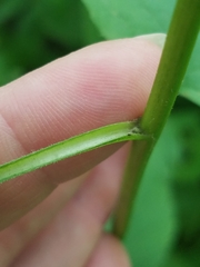 Eurybia furcata