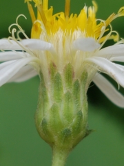Eurybia furcata