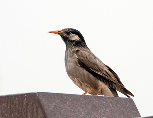 White-cheeked Starling