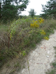 Solidago canadensis