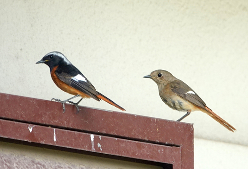 Daurian Redstart