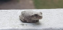 Hyla chrysoscelis