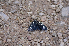 Alypiodes bimaculata