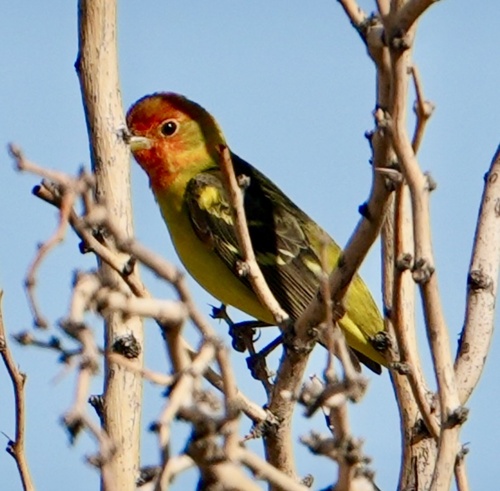 iNaturalist observation 2025-05-13