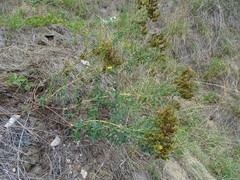 Hypericum perforatum