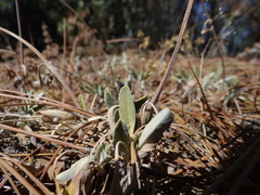Salvia sonomensis