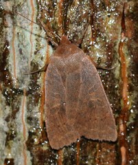 Epiglaea decliva