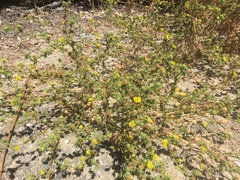 Centromadia parryi australis