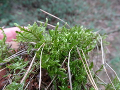 Pleurozium schreberi